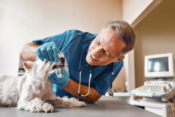 Best 24-Hour Emergency Dentist in Nicholls, GA